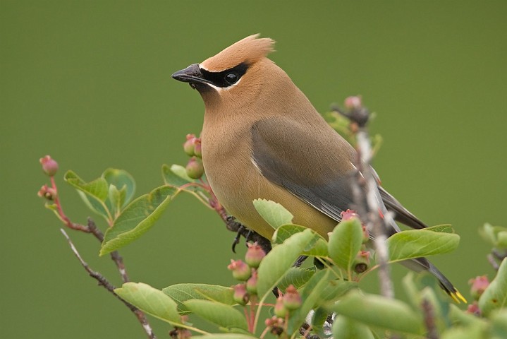 Zedernseidenschwanz Bombycilla cedrorum Cedar Waxwing